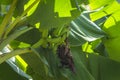 Green bananas tree hanging at harvest Royalty Free Stock Photo